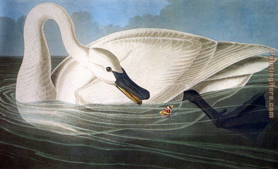 Trumpeter Swan painting - John James Audubon Trumpeter Swan art painting